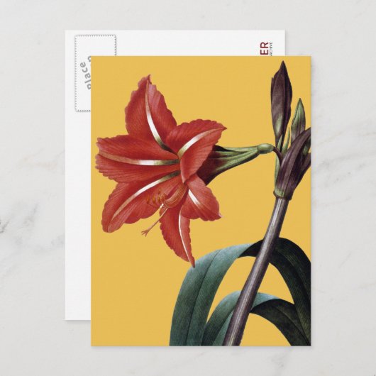Amaryllis Striped Briefkaart (Voorkant / Achterkant)