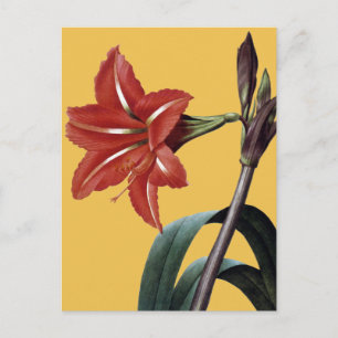 Amaryllis Striped Briefkaart