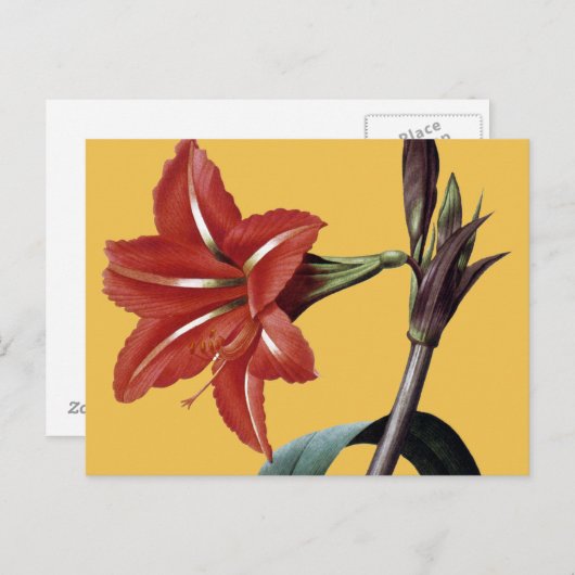 Amaryllis Striped Briefkaart (Voorkant / Achterkant)