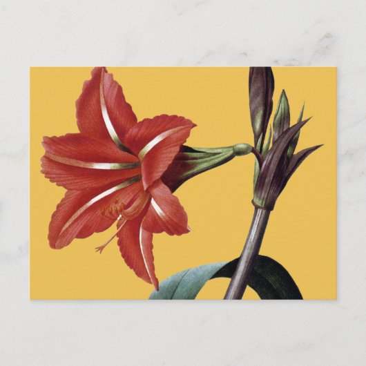 Amaryllis Striped Briefkaart (Voorkant)