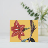 Amaryllis Striped Briefkaart (Staand voorkant)