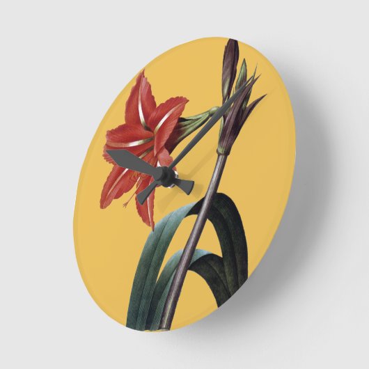 Amaryllis Striped Ronde Klok (Hoek)