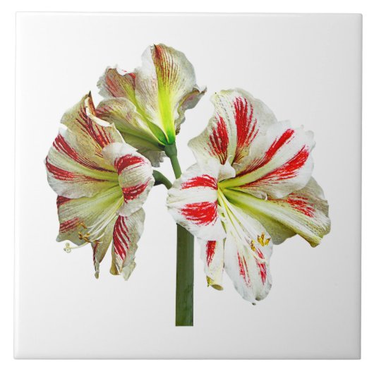 Amaryllis Sydney Tegeltje (Voorkant)