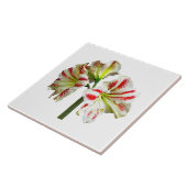 Amaryllis Sydney Tegeltje (Zijkant)