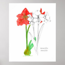Amaryllis Taal van Bloemen Botanisch Plant Kunst Poster