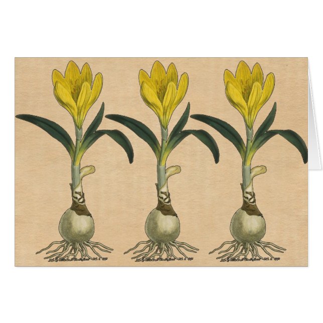 Amaryllis Tulip Botanische tuinklep (Voorkant Horizontaal)