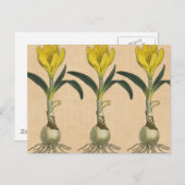 Amaryllis Tulip Botanische tuinklep Briefkaart (Voorkant / Achterkant)