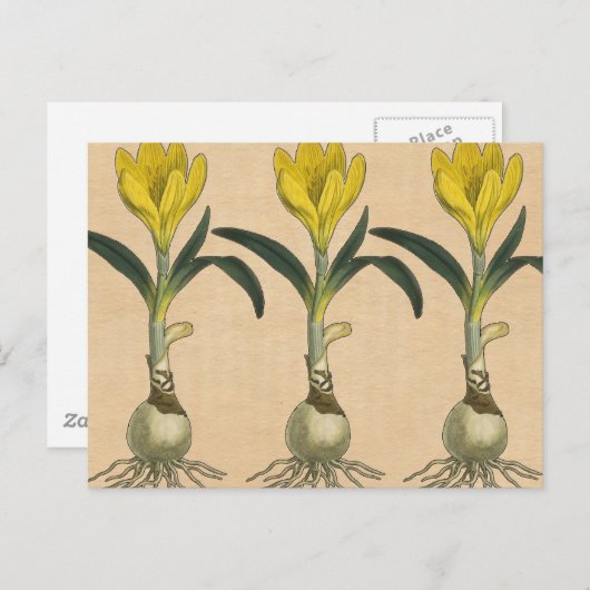 Amaryllis Tulip Botanische tuinklep Briefkaart (Voorkant / Achterkant)