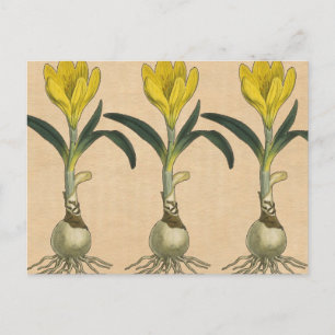 Amaryllis Tulip Botanische tuinklep Briefkaart
