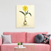 Amaryllis Tulip Botanische tuinklep Canvas Afdruk (Insitu (Woonkamer))