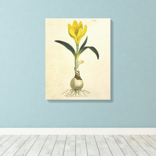 Amaryllis Tulip Botanische tuinklep Canvas Afdruk (Insitu (Houten vloer))