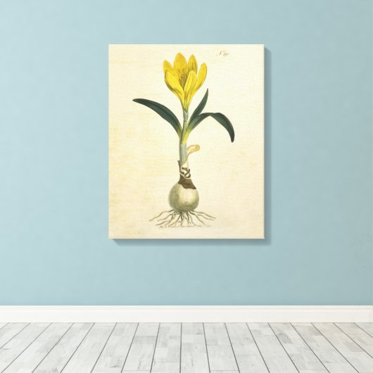 Amaryllis Tulip Botanische tuinklep Canvas Afdruk (Insitu (Houten vloer))
