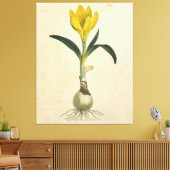 Amaryllis Tulip Botanische tuinklep Canvas Afdruk (Insitu (Woonkamer))