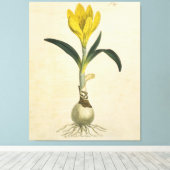 Amaryllis Tulip Botanische tuinklep Canvas Afdruk (Insitu (Houten vloer))