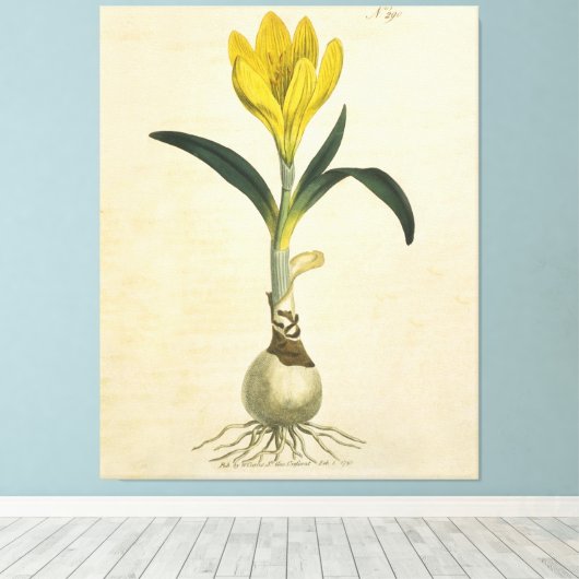 Amaryllis Tulip Botanische tuinklep Canvas Afdruk (Insitu (Houten vloer))