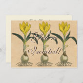 Amaryllis Tulip Botanische tuinklep Kaart (Voorkant / Achterkant)