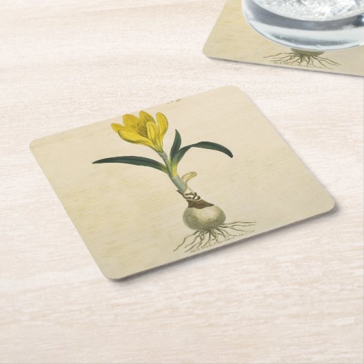 Amaryllis Tulip Botanische tuinklep Kartonnen Onderzetters (Schuin)