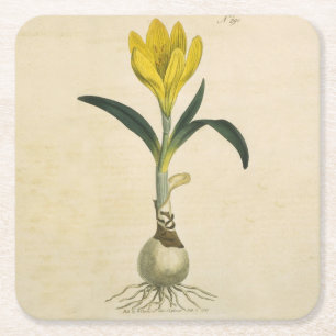 Amaryllis Tulip Botanische tuinklep Kartonnen Onderzetters