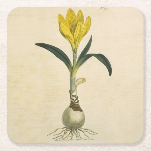 Amaryllis Tulip Botanische tuinklep Kartonnen Onderzetters (Voorkant)