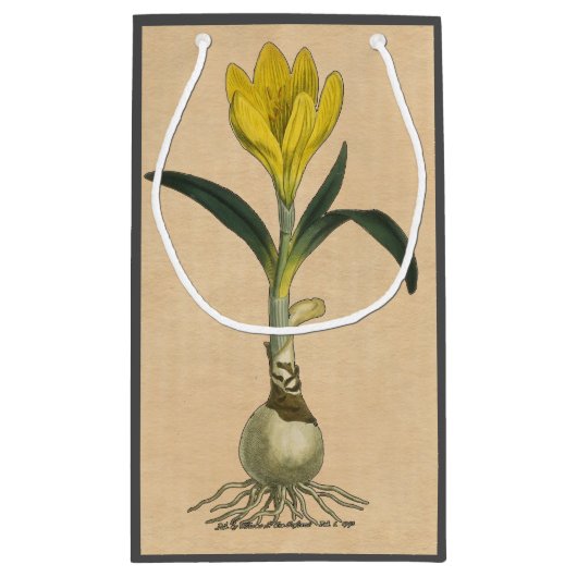 Amaryllis Tulip Botanische tuinklep Klein Cadeauzakje (Achterkant)