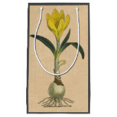 Amaryllis Tulip Botanische tuinklep Klein Cadeauzakje (Voorkant)