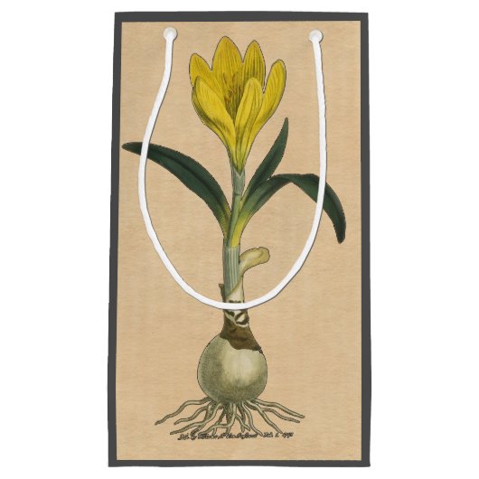 Amaryllis Tulip Botanische tuinklep Klein Cadeauzakje (Voorkant)