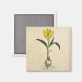 Amaryllis Tulip Botanische tuinklep Magneet (Voorkant / Achterkant)