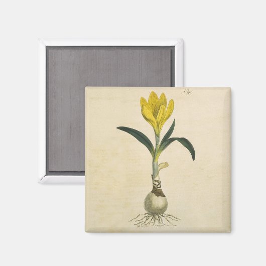 Amaryllis Tulip Botanische tuinklep Magneet (Voorkant / Achterkant)