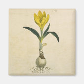 Amaryllis Tulip Botanische tuinklep Magneet (Voorkant)