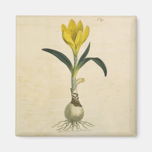 Amaryllis Tulip Botanische tuinklep Magneet (Voorkant)