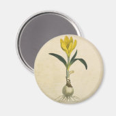 Amaryllis Tulip Botanische tuinklep Magneet (Voorkant / Achterkant)