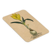 Amaryllis Tulip Botanische tuinklep Magneet (Rechterzijde)