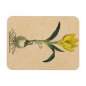 Amaryllis Tulip Botanische tuinklep Magneet (Horizontaal)