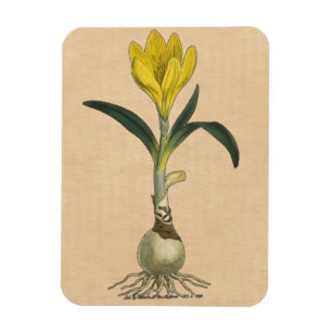 Amaryllis Tulip Botanische tuinklep Magneet
