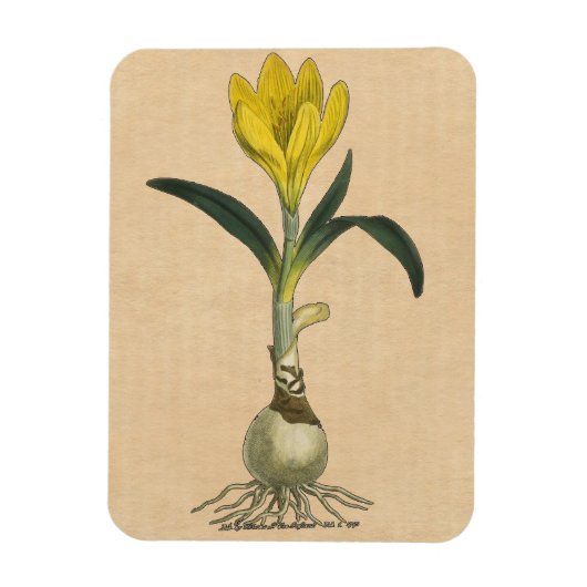 Amaryllis Tulip Botanische tuinklep Magneet (Verticaal)