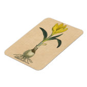 Amaryllis Tulip Botanische tuinklep Magneet (Linkerzijde)