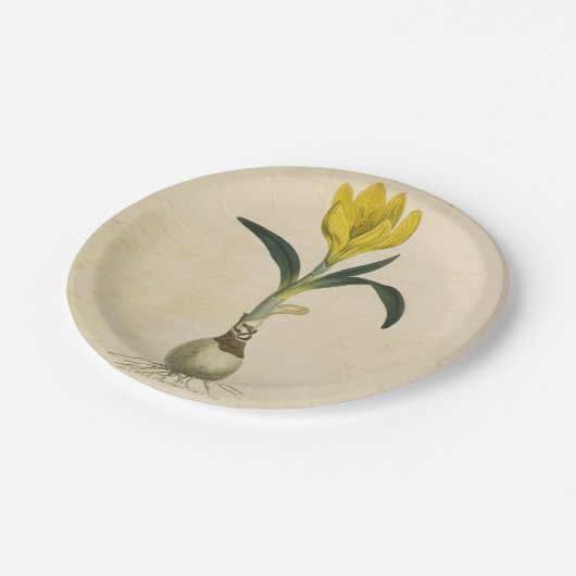 Amaryllis Tulip Botanische tuinklep Papieren Bordje (Gekanteld)