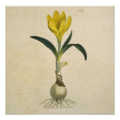 Amaryllis Tulip Botanische tuinklep Perfect Poster (Voorkant)