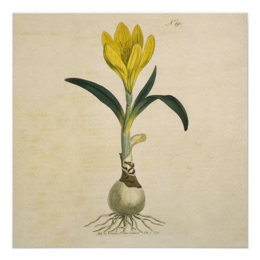 Amaryllis Tulip Botanische tuinklep Perfect Poster (Voorkant)