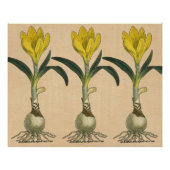 Amaryllis Tulip Botanische tuinklep Poster (Voorkant)