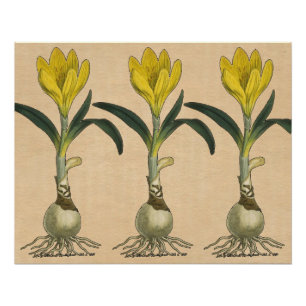 Amaryllis Tulip Botanische tuinklep Poster