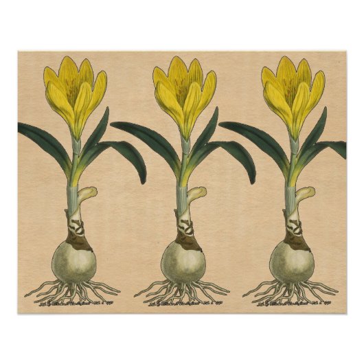 Amaryllis Tulip Botanische tuinklep Poster (Voorkant)