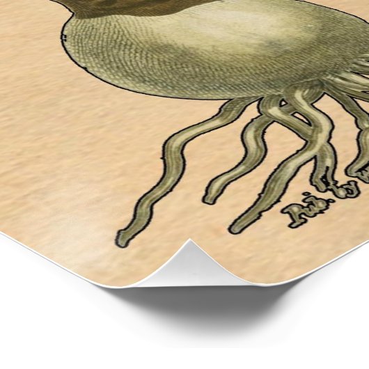 Amaryllis Tulip Botanische tuinklep Poster (Hoek)