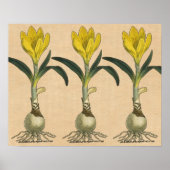 Amaryllis Tulip Botanische tuinklep Poster (Voorkant)
