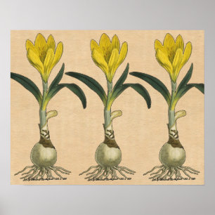 Amaryllis Tulip Botanische tuinklep Poster
