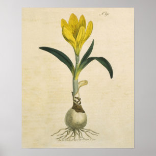 Amaryllis Tulip Botanische tuinklep Poster