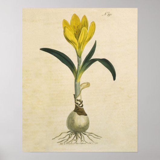 Amaryllis Tulip Botanische tuinklep Poster (Voorkant)