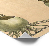 Amaryllis Tulip Botanische tuinklep Poster (Hoek)