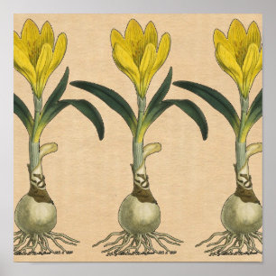 Amaryllis Tulip Botanische tuinklep Poster