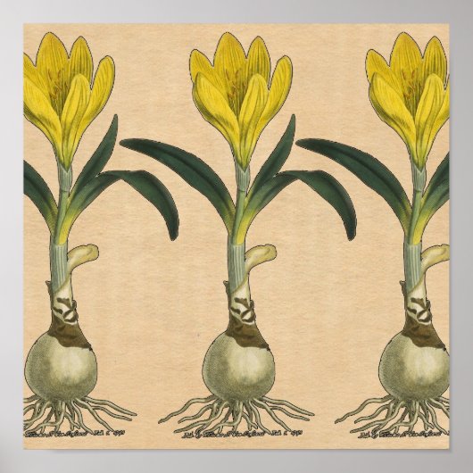 Amaryllis Tulip Botanische tuinklep Poster (Voorkant)